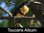 Collared Aracari / Tucancillo Collarej (RAMPHASTIDAE: Toucans: Pteroglossus torquatus)