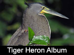 Bare Throated Tiger Heron / Garza-Tigre Cuellinuda (ARDEIDAE: Herons and Bitterns: Tigrisoma mexicanum)