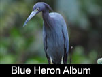 Little Blue Heron / Garceta Azul (ARDEIDAE: Herons and Bitterns: Egretta caerulea)