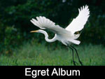 Great Egret / Garceta Grande (ARDEIDAE: Herons and Bitterns: Ardea alba)