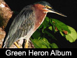 Green Heron / Garcilla Verde (ARDEIDAE: Herons and Bitterns: Butorides virescens)