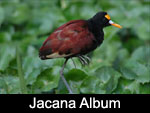 Northern Jacana / Jacana Centroamericana (JACANIDAE: Jacanas: Jacana spinosa)