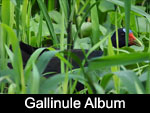 Purple Gallinule / Gallareta Morada (RALLIDAE: Rails and allies: Porphyrula martinica)