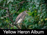 Yellow-crowned Night-Heron / Martinete Cabecipinto (ARDEIDAE: Herons and Bitterns: Nyctanassa violacea)