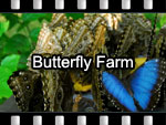 Butterfly Farm Video