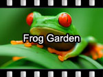 Frog Garden Video